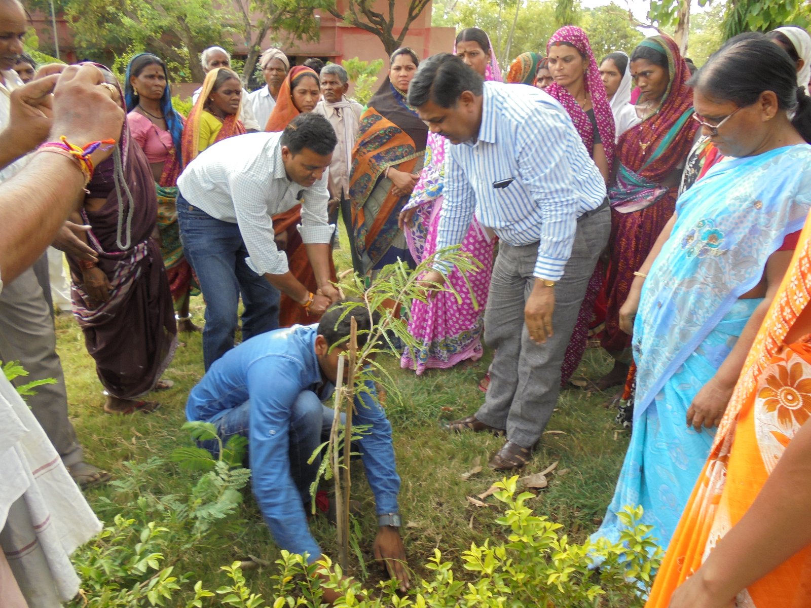 Community tree plantation