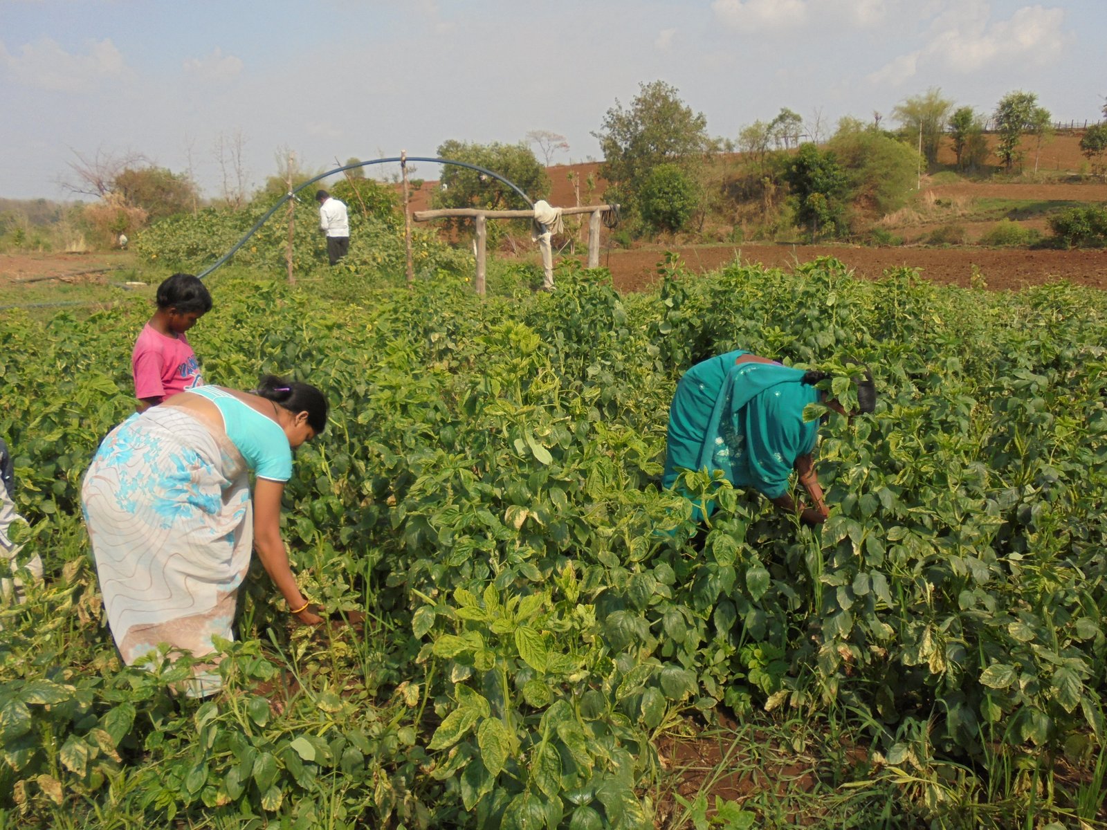 Women harvesting crops