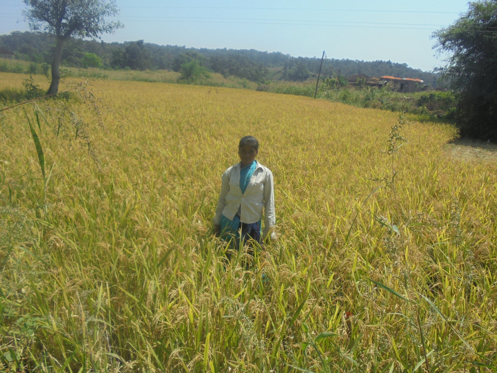 Woman farmer in rice field